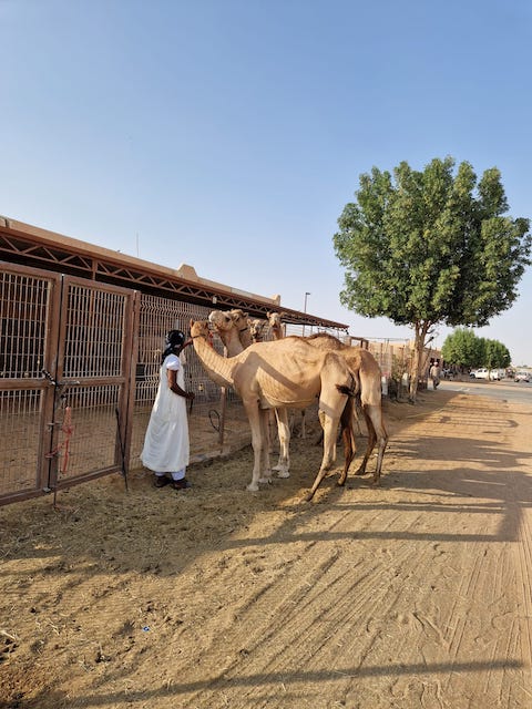 Mercado Camellos. Qué ver en Al Ain en 1 día.