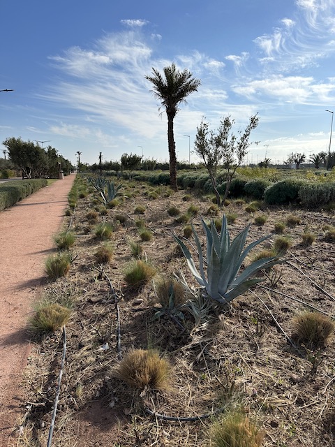 paseo enfrente de jardines Menara. Día 2 Marrakech.