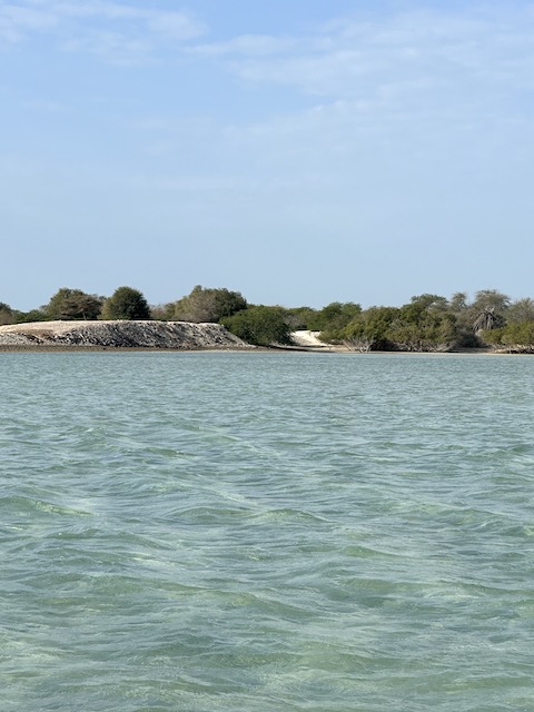 manglares Sir Bani Yas