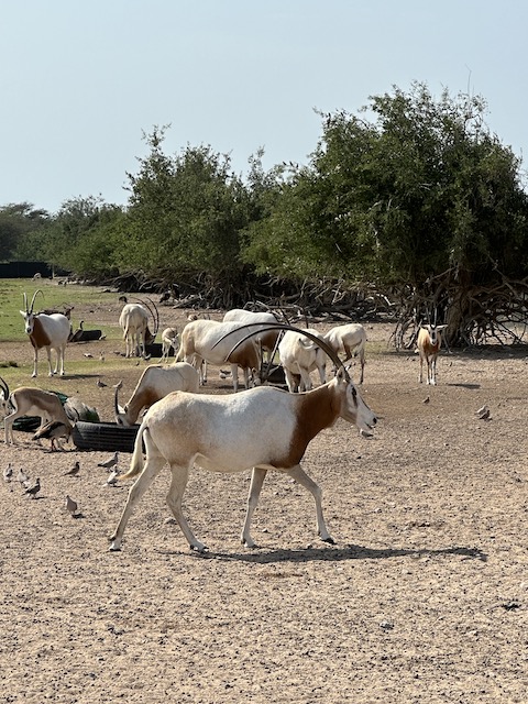 Oryx Sir Bani Yas