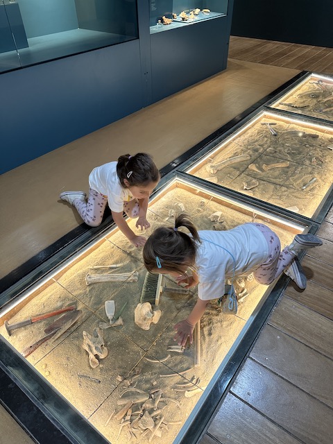 Museo de Ciencias Naturales Valencia.