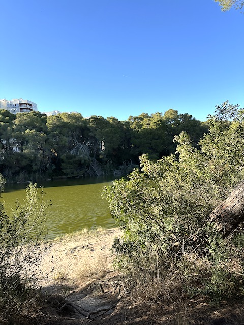 la devesa la Albufera.