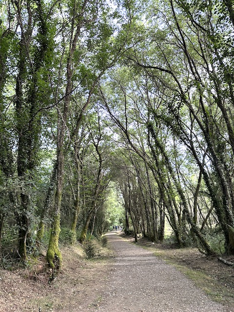 etapa 5 Camino Inglés