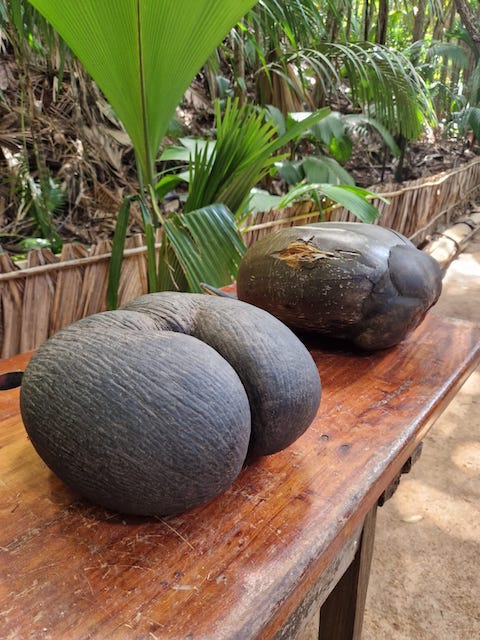 valle de mai praslin. Qué ver en Seychelles en 10 días.