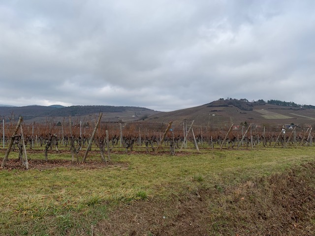 Viñedos Alsacia