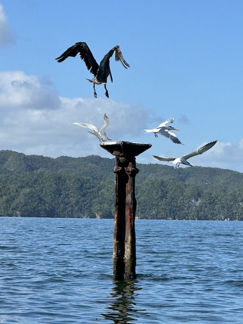aves en el Parque Nacional de los Haitises.