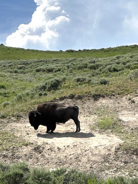 bisonte yellowstone