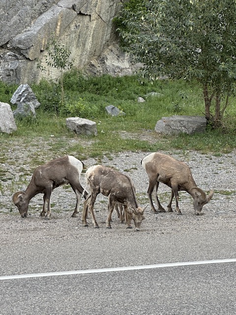 ruta por Canadá en familia